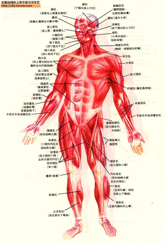 diy专题论坛 陶土 → ~~~bjd制作过程图~~~     人体肌肉分布图,对bjd